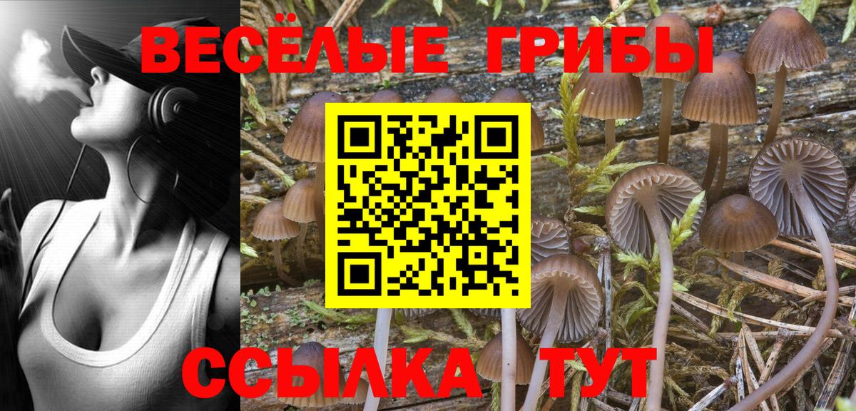 Псилоцибиновые грибы Cubensis  Вход с VPN  Мариинск 